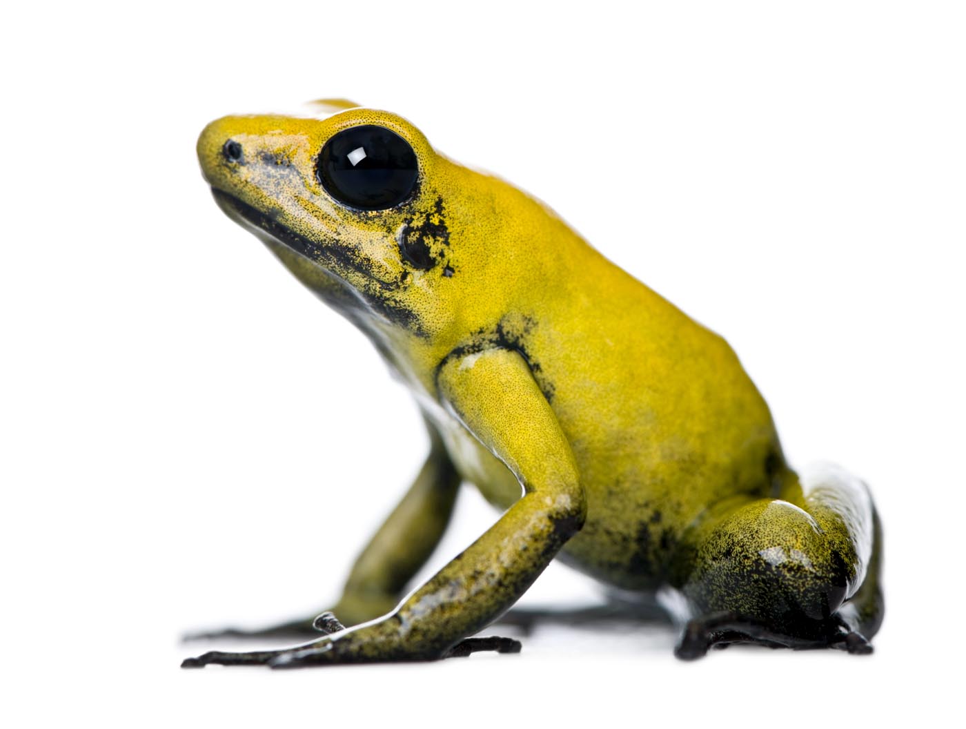 Golden Poison Dart Frog, Phyllobates terribilis Phyllobates terribilis
