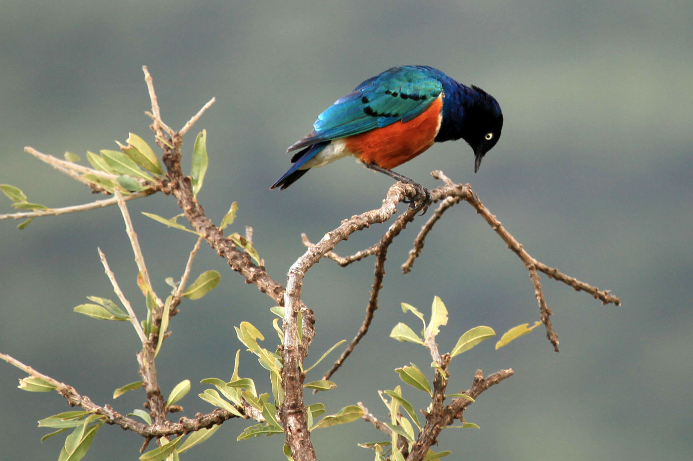 Splendid Starling - Maasai Mara Reserve - Kenya Birding