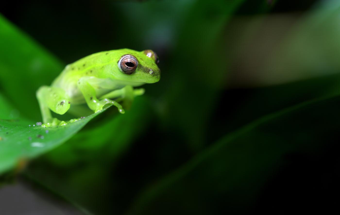 Rã de vidro esmeralda manchada Hyla punctata