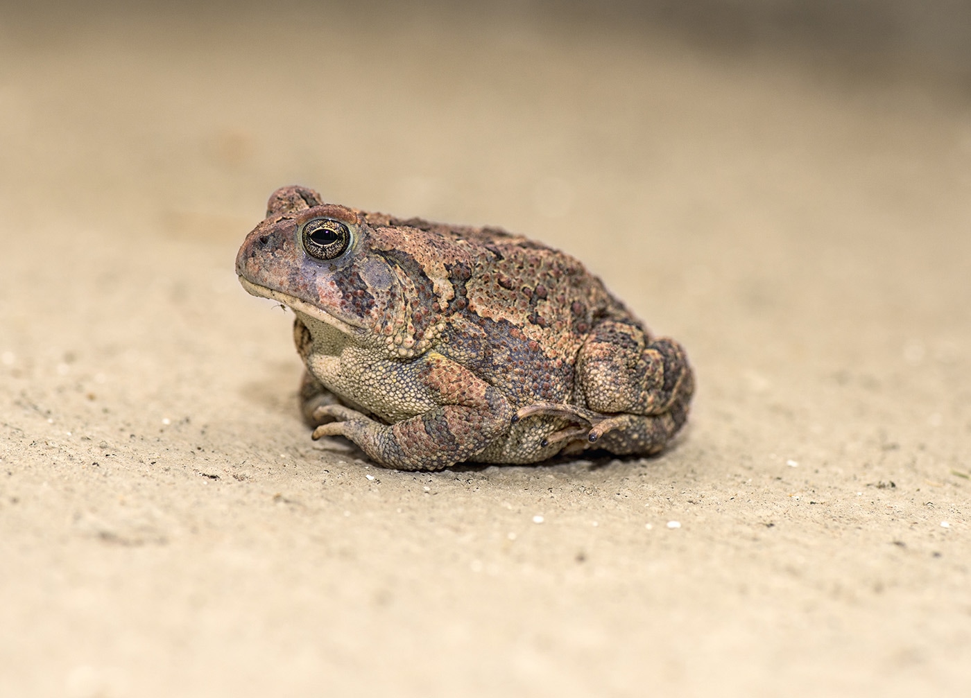 desert toad