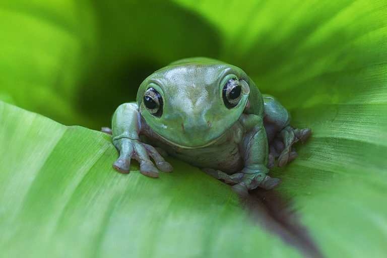 How To Donate Cryptocurrency To SAVE THE FROGS!