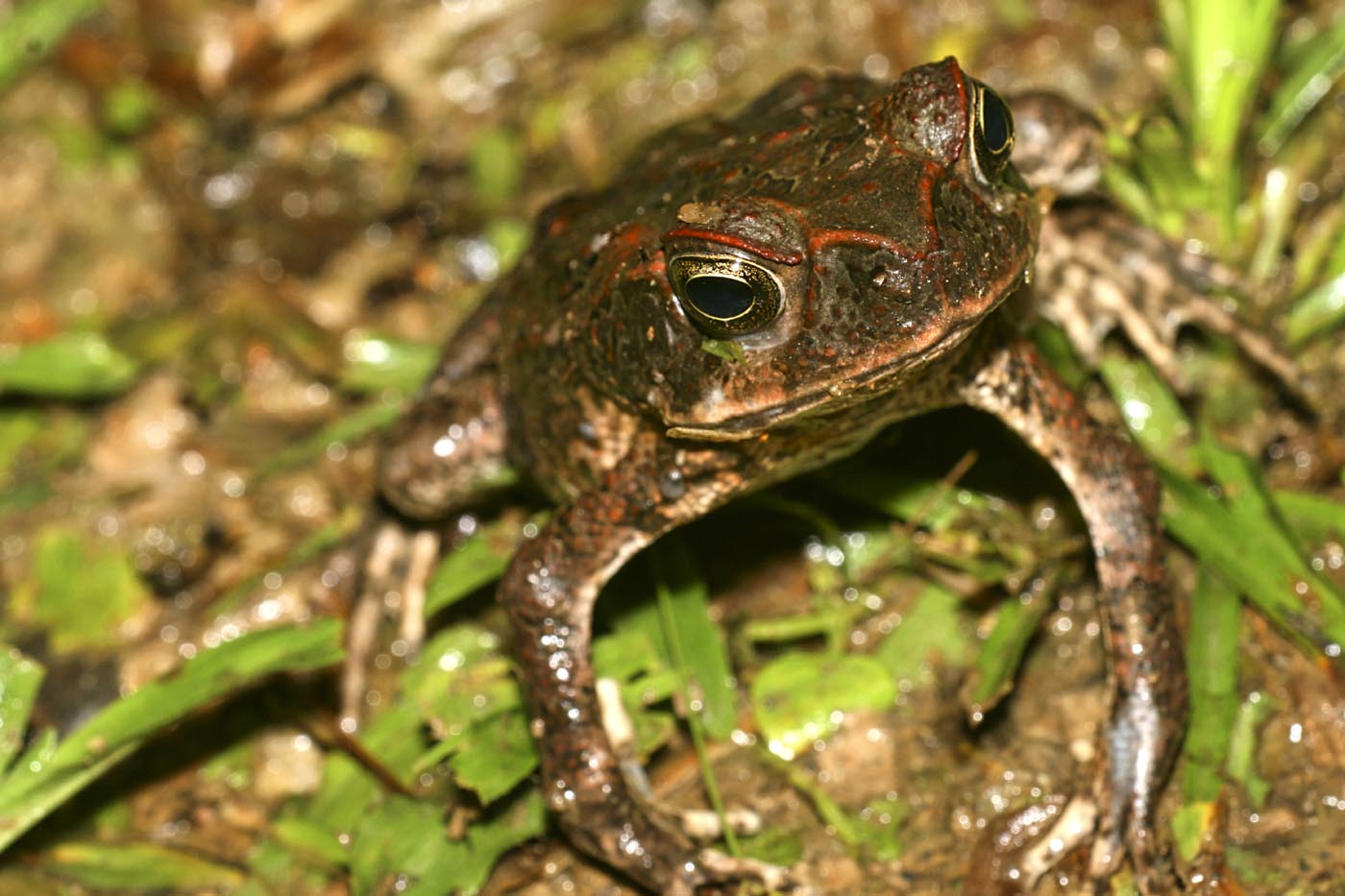 Tropical Toad, Napo River Basin, Amazonia, Ecuador
