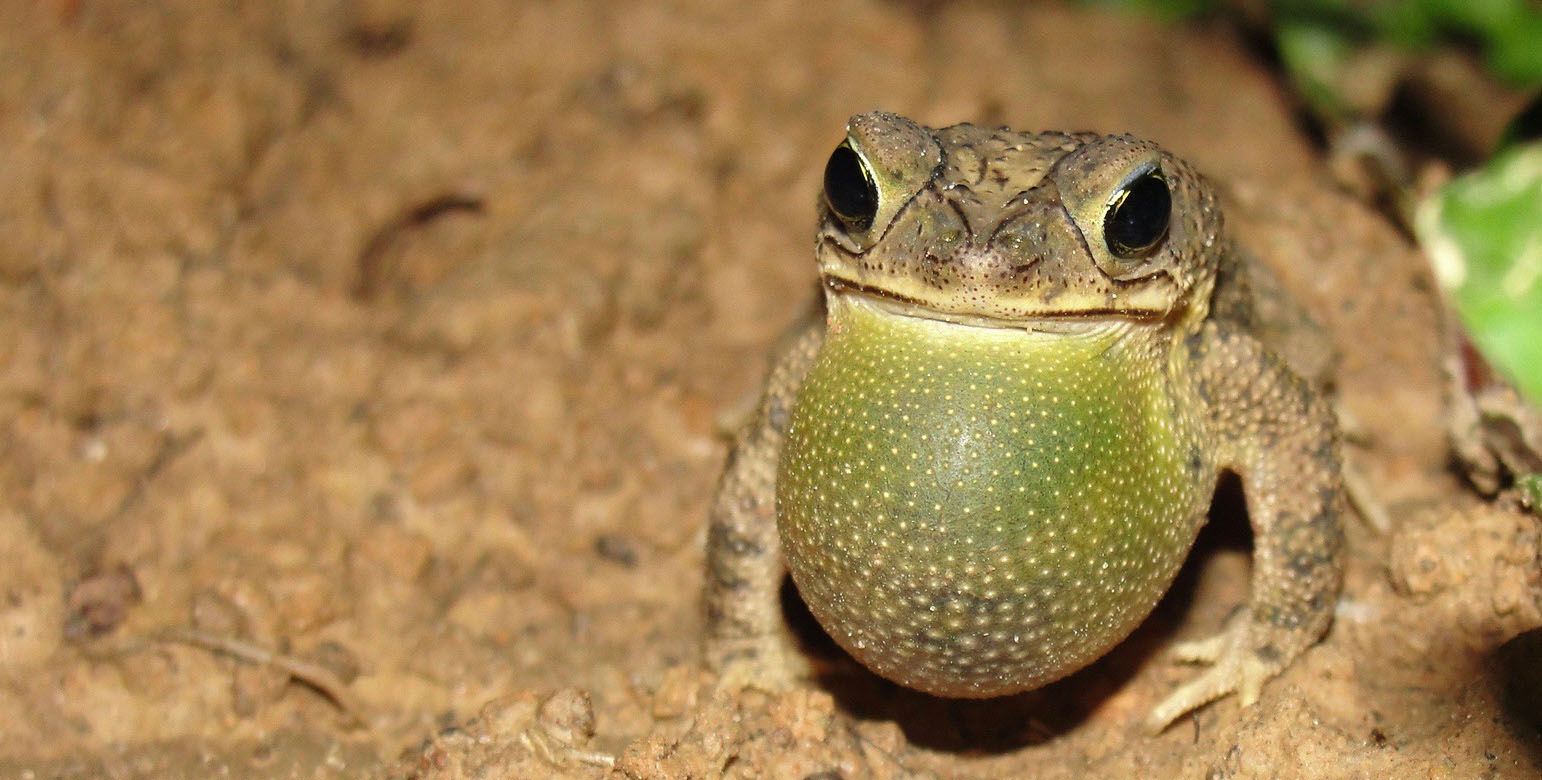 frog news