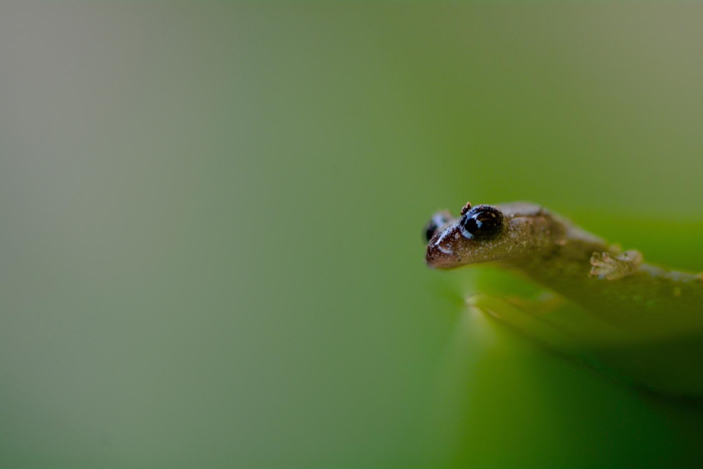 green salamander