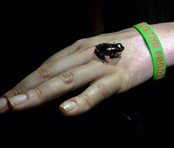 wristband frog ecuador ecotour 1